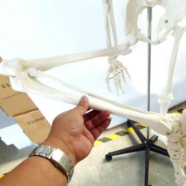 SKELETON MODEL - Image 2