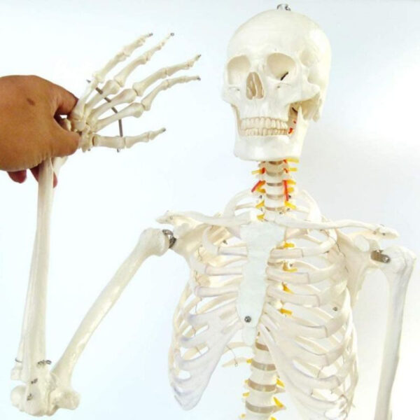 SKELETON MODEL