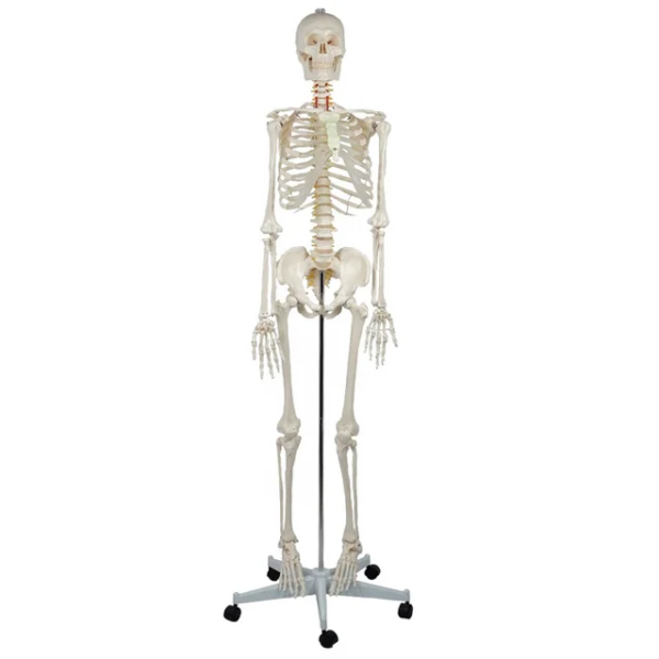 SKELETON MODEL - Image 3
