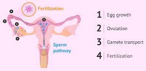 HUMAN FERTILIZATION PROCESS MODEL