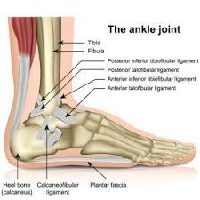 HUMAN ANATOMY FOOT WITH LIGAMENTS
