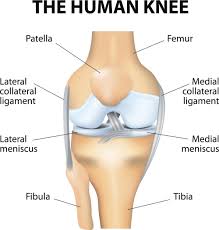 HUMAN ANATOMY KNEE JOINT WITH LIGAMENTS