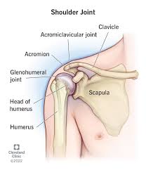 HUMAN ANATOMY SHOULDER