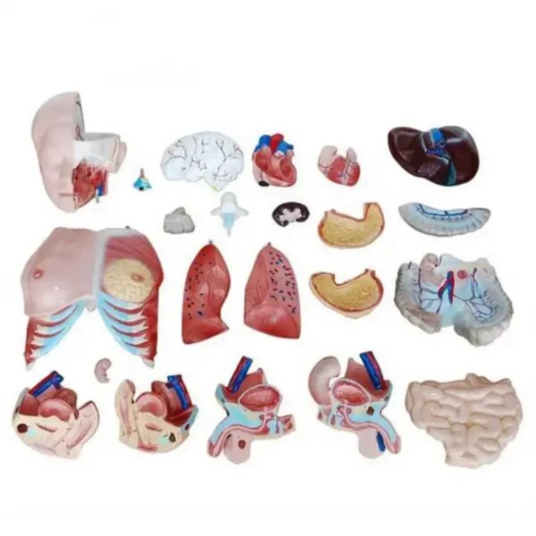 HUMAN ANATOMY TORSO - Image 3