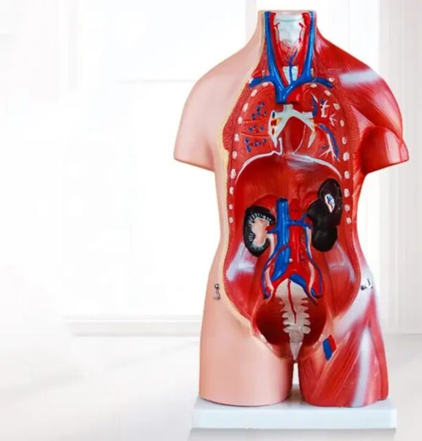 HUMAN ANATOMY TORSO - Image 2