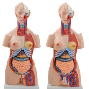 HUMAN ANATOMY TORSO