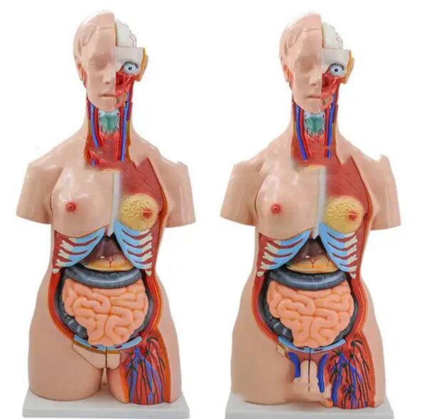 HUMAN ANATOMY TORSO