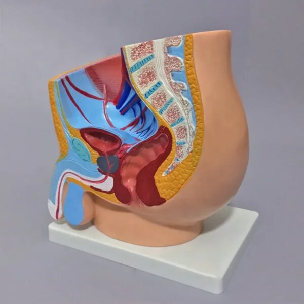 MALE PELVIS ANATOMY (MEDIAN SECTION)