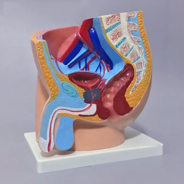 MALE PELVIS ANATOMY (MEDIAN SECTION) - Image 2