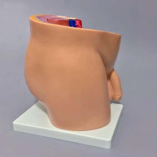 MALE PELVIS ANATOMY (MEDIAN SECTION) - Image 3