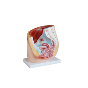 FEMALE PELVIS ANATOMY (MEDIAN SECTION)