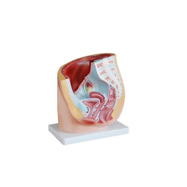 FEMALE PELVIS ANATOMY (MEDIAN SECTION)