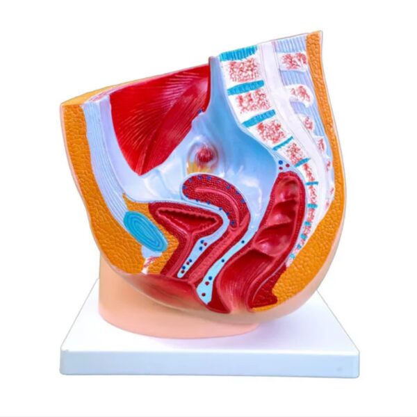 FEMALE PELVIS ANATOMY (MEDIAN SECTION) - Image 2