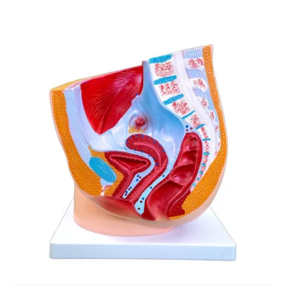 FEMALE PELVIS ANATOMY (MEDIAN SECTION) - Image 3