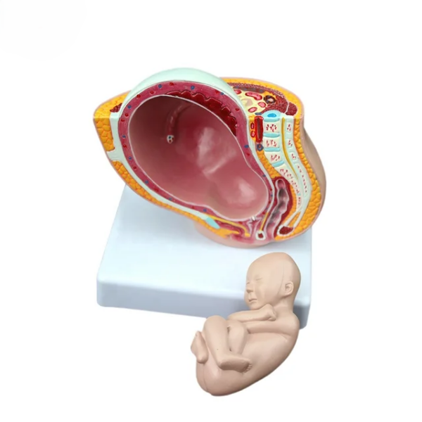 PREGNANCY PELVIS WITH FETUS