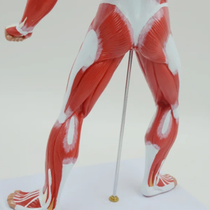 MINIATURE HUMAN MUSCULAR MODEL