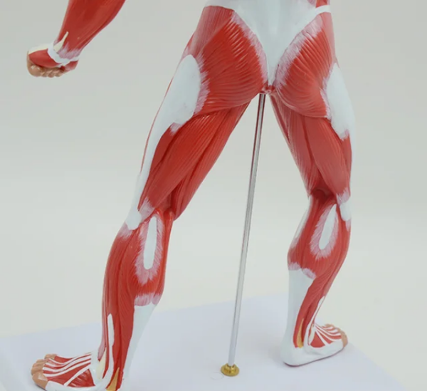 MINIATURE HUMAN MUSCULAR MODEL