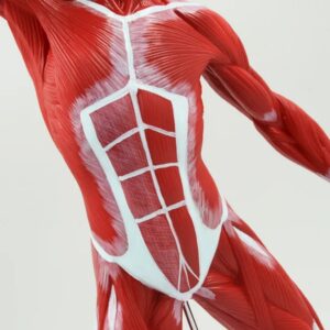 MINIATURE HUMAN MUSCULAR MODEL - Image 2