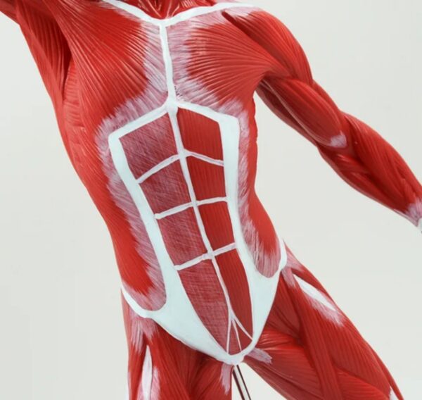 MINIATURE HUMAN MUSCULAR MODEL - Image 2