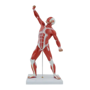 MINIATURE HUMAN MUSCULAR MODEL - Image 3