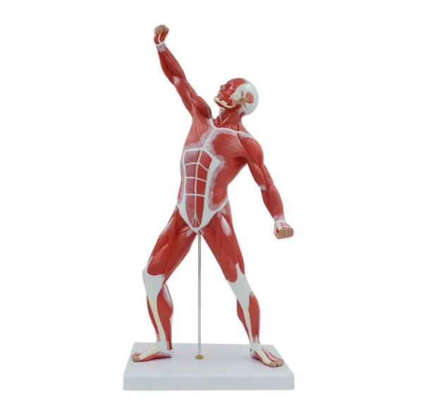 MINIATURE HUMAN MUSCULAR MODEL - Image 3