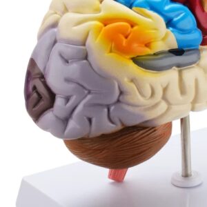 HUMAN BRAIN MODEL - Image 3
