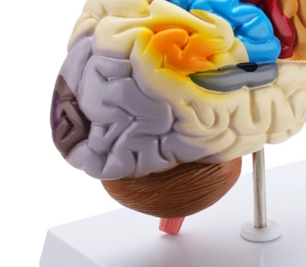 HUMAN BRAIN MODEL - Image 3