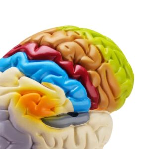 HUMAN BRAIN MODEL