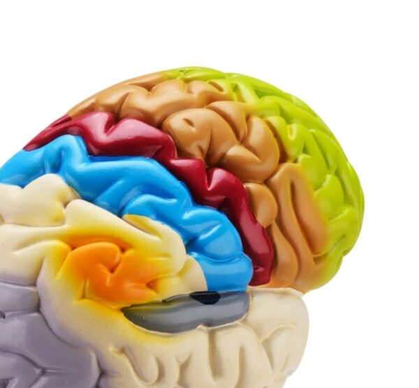 HUMAN BRAIN MODEL