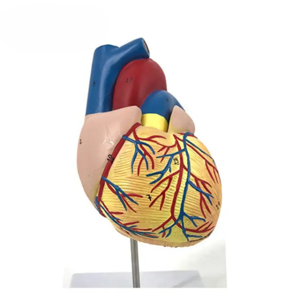 HUMAN HEART MODEL