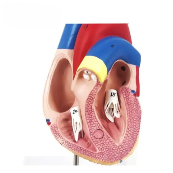 HUMAN HEART MODEL - Image 2