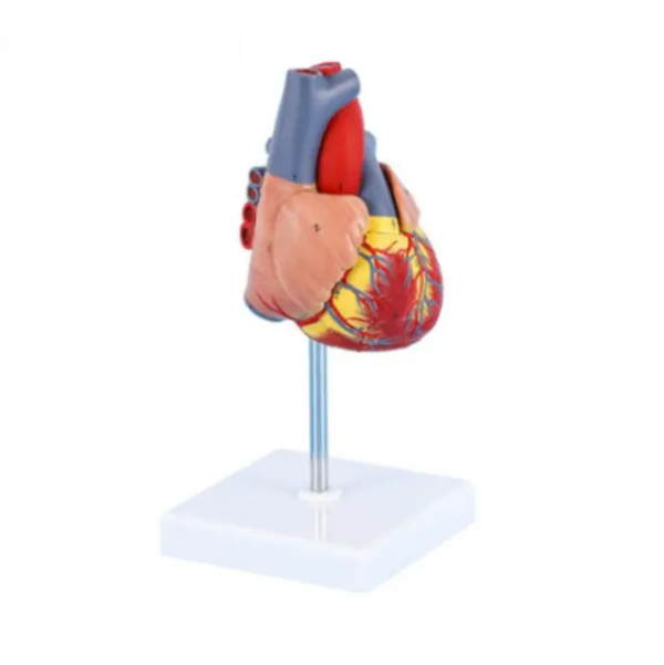 HUMAN HEART MODEL - Image 3