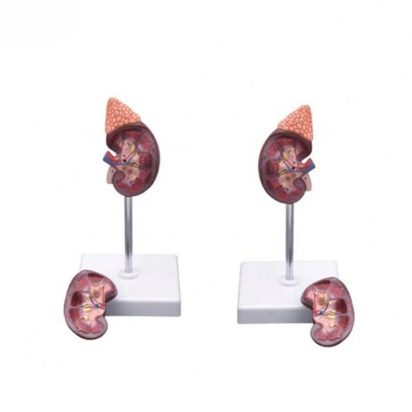 HUMAN KIDNEY MODEL - Image 3