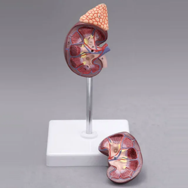 HUMAN KIDNEY MODEL - Image 2