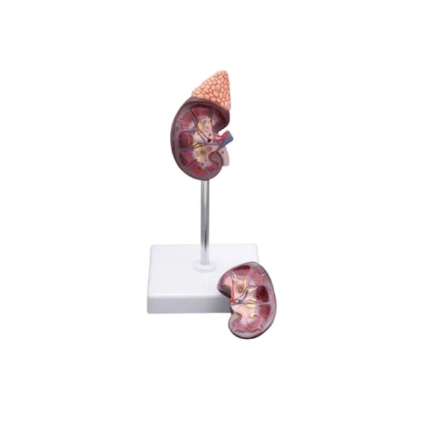 HUMAN KIDNEY MODEL