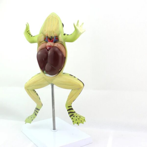 PLASTICIZED FROG DISSECTION MODEL - Image 3
