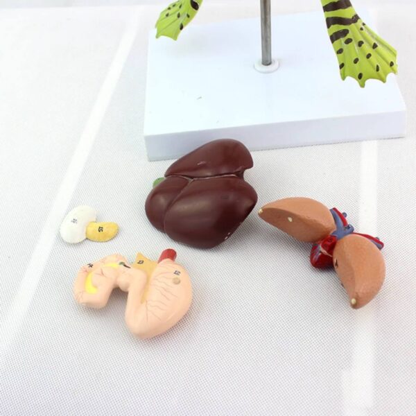 PLASTICIZED FROG DISSECTION MODEL - Image 2