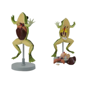 PLASTICIZED FROG DISSECTION MODEL
